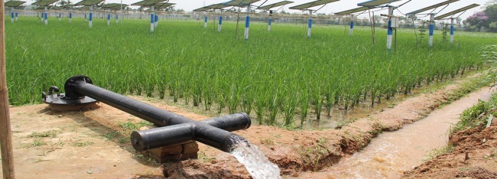 water-intensive-crops-financial-tribune